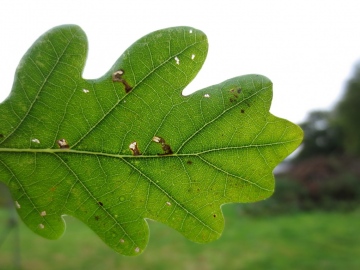 Bucculatrix ulmella mines. Copyright: Stephen Rolls