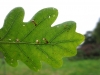 Bucculatrix ulmella mines. Copyright: Stephen Rolls