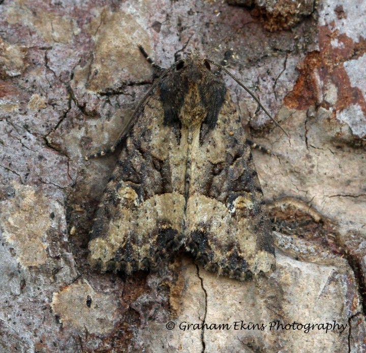 Common Rustic   Mesapamea secalis Copyright: Graham Ekins