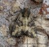 Common Rustic   Mesapamea secalis Copyright: Graham Ekins