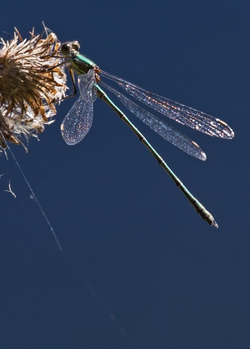 WILLOW EMERALD DAMSELFLY Copyright: David Sampson