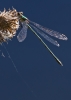 WILLOW EMERALD DAMSELFLY 