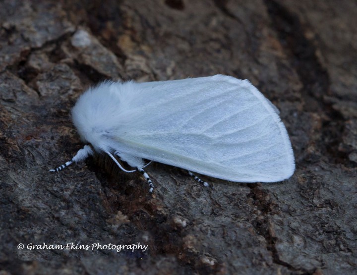 Leucoma salicis White Satin 1 Copyright: Graham Ekins