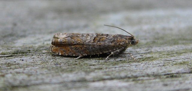 Epinotia tetraquetrana Copyright: Stephen Rolls