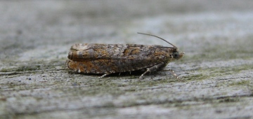 Epinotia tetraquetrana Copyright: Stephen Rolls