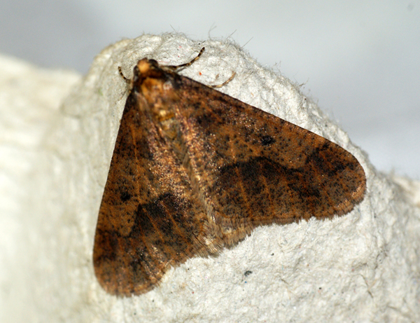 Mottled Umber 4 Copyright: Ben Sale