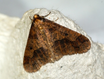 Mottled Umber 4 Copyright: Ben Sale