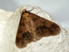 Mottled Umber 4 Copyright: Ben Sale