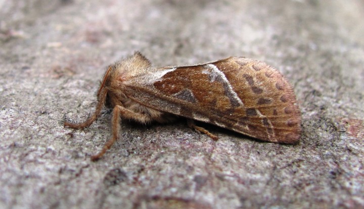 Orange Swift Copyright: Graham Smith