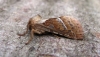 Orange Swift Copyright: Graham Smith