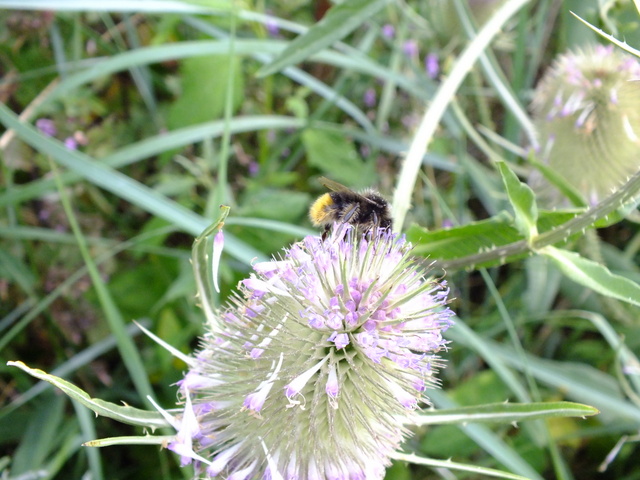 Red shanked Carder Bee Copyright: Peter Pearson