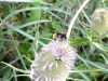 Red shanked Carder Bee 