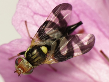 Urophora cardui female 20150601-1564 Copyright: Phil Collins