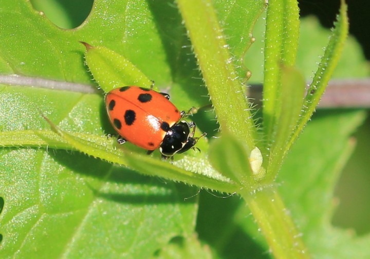 Hippodamia variegata Copyright: Yvonne Couch