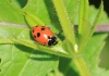 Hippodamia variegata Copyright: Yvonne Couch