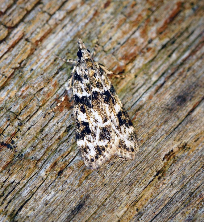 Eudonia delunella Copyright: Ben Sale