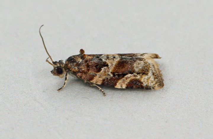 Argyrotaenia ljungiana 2 Copyright: Graham Ekins