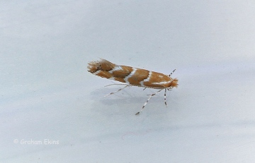 Cameraria ohridella 4 Copyright: Graham Ekins