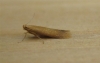 Tischeria ekebladella.