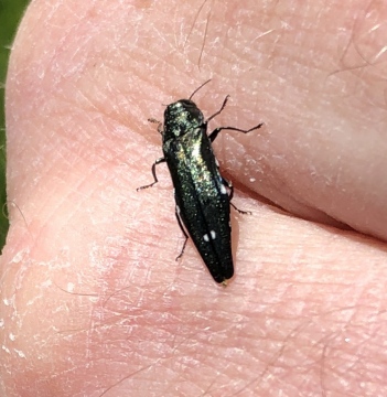 Agrilus biguttatus Copyright: Robert Smith