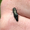 Agrilus biguttatus