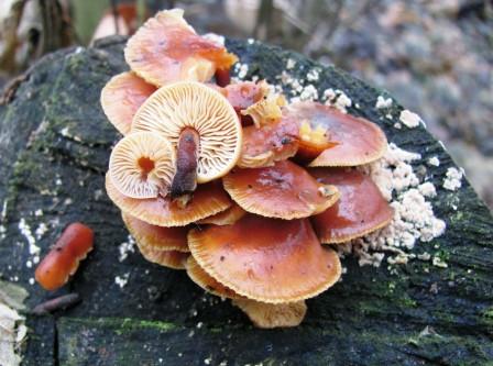 Velvet Shank Flammulina velutipes Copyright: Graham Smith