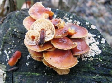 Velvet Shank Flammulina velutipes Copyright: Graham Smith