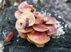 Velvet Shank Flammulina velutipes 