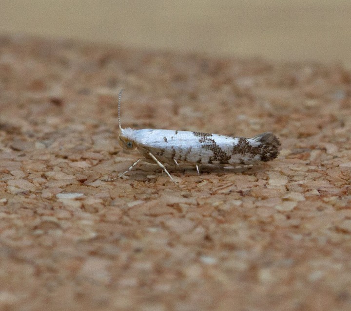 Argyresthia curvella 2 Copyright: Graham Ekins