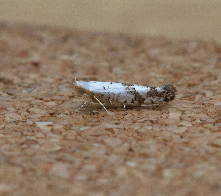 Argyresthia curvella 2 Copyright: Graham Ekins