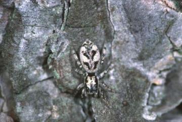 Salticus cingulatus