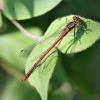 Large red damselfly