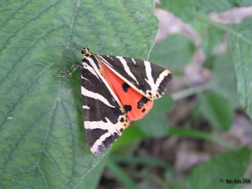 Jersey Tiger 2 Copyright: Ben Sale