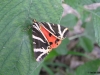 Jersey Tiger 2 Copyright: Ben Sale