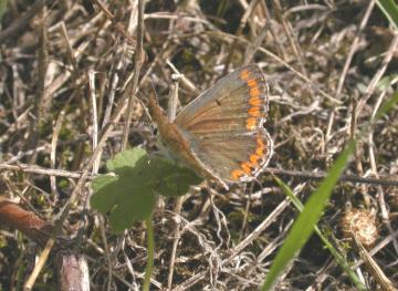 Brown Argus Copyright: Malcolm Riddler