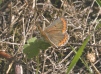 Brown Argus  