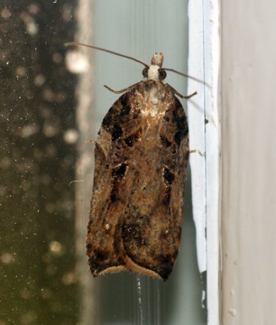 Acleris cristana 6 Copyright: Ben Sale