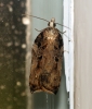 Acleris cristana 6 Copyright: Ben Sale