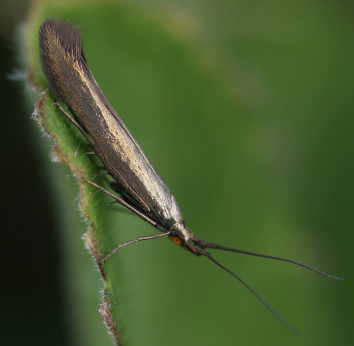 Coleophora amethystinella Copyright: Robert Smith