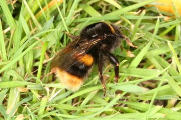 bombus terrestris Copyright: Peter Harvey