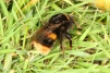 Bombus terrestris Copyright: Peter Harvey