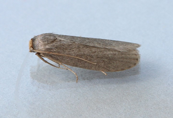 Lesser wax Moth 2 Copyright: Graham Ekins