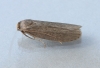 Lesser wax Moth 2 Copyright: Graham Ekins