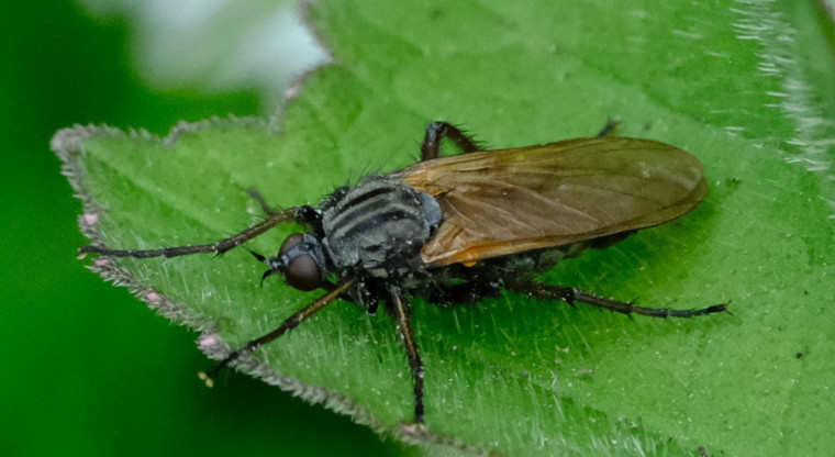 Empis tessellata at Purleigh TL850021 Copyright: Peter Squire