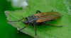 Empis tessellata at Purleigh TL850021