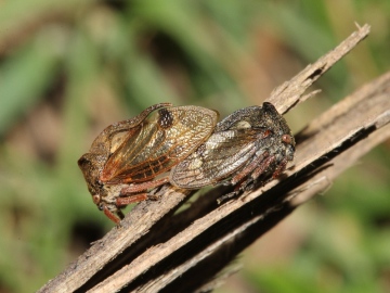 Centrotus cornutus male and female. Copyright: Peter Furze