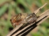 Centrotus cornutus male and female. Copyright: Peter Furze