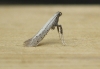 Aspilapteryx tringipennella 