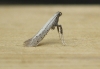 Aspilapteryx tringipennella