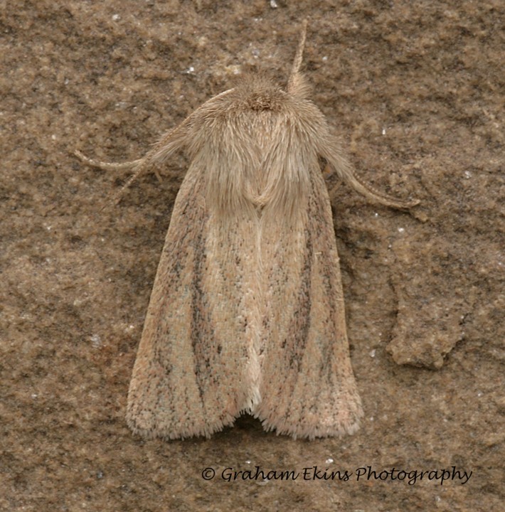 Small Wainscot   Denticucullus pygmina Copyright: Graham Ekins